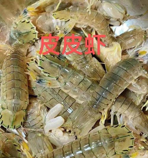 皮皮虾钓鱼技巧全解析（掌握这些技巧）  第1张