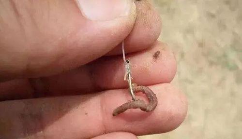 啤酒开饵野钓技巧（掌握钓鱼的关键）  第3张