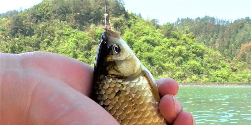 平水钓二目，技巧大揭秘（钓鱼高手教你捕获丰收的秘籍）  第2张