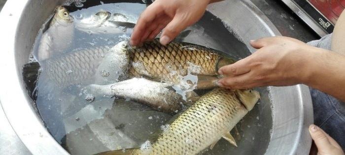 秋冬抛竿钓草鱼技巧与方法（钓草鱼的秋冬技巧分享）  第3张