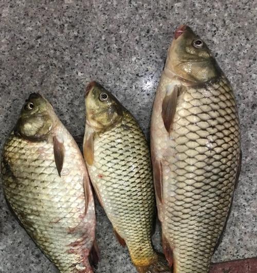 秋分过后夜钓黑坑回锅技巧（夜钓技巧）  第1张