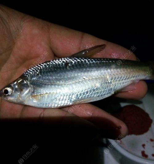 秋季钓小白钓鱼技巧（掌握正确的鱼竿杆位）  第3张