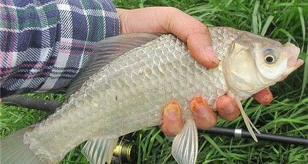 秋季钓鱼钓位选择技巧（优化钓位增加钓鱼成功率）  第3张