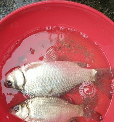 秋季野钓鲤鱼技巧大揭秘（一起掌握钓鲤鱼的窍门）  第2张