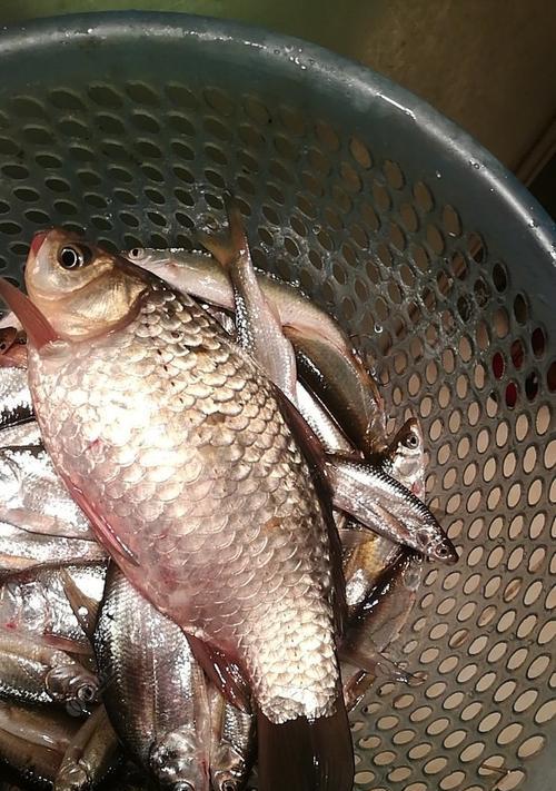 秋季钓鱼技巧-选择合适的饵料增加钓获率（秋季钓鱼饵料选择技巧）  第2张