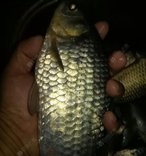 秋季夜钓鲫鱼的技巧（挖掘夜钓鲫鱼的最佳时机和实用技巧）  第2张