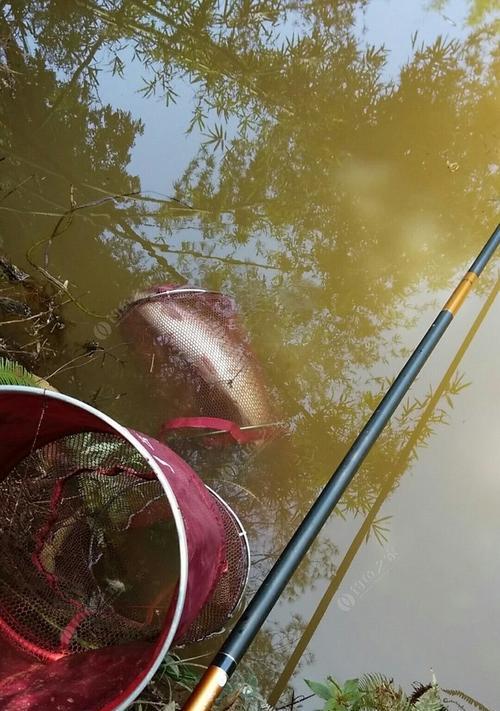 秋季河流钓鱼技巧与饵料大揭秘（河流钓鱼技巧、饵料选择与使用）  第2张