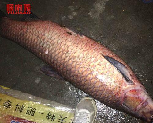秋季黑坑钓鱼技巧与方法（探秘青鱼草鱼的捕获技巧）  第2张