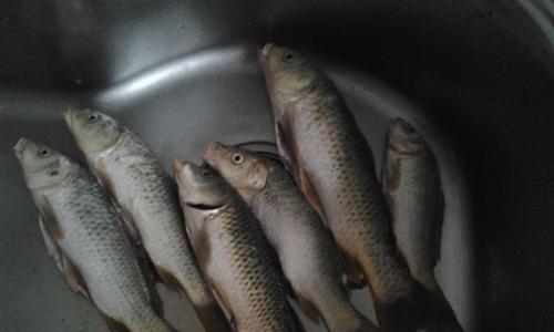 秋季黄河钓鱼技巧（掌握钓鱼要领）  第3张