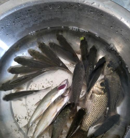 秋季蚯蚓垂钓鲫鱼技巧（掌握这些技巧）  第3张