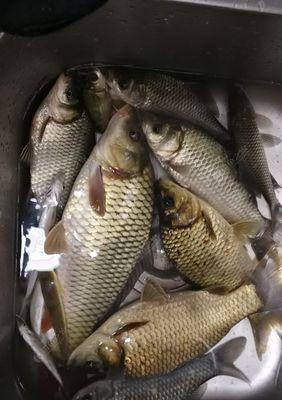 秋季深水夜钓鲫鱼的技巧与方法（探秘夜晚深水中捕获丰盛鲫鱼的窍门）  第2张