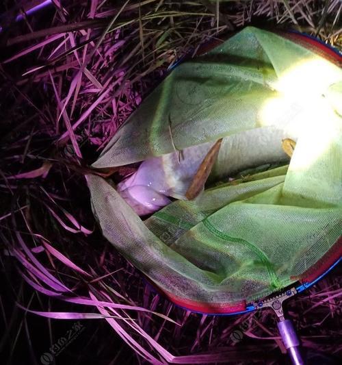 秋季手竿夜钓鲢鳙的技巧与方法（探秘手竿夜钓鲢鳙）  第1张