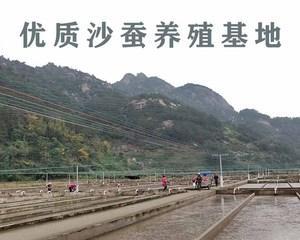 沙蚕蚯蚓钓鱼技巧（从选择到使用）  第1张