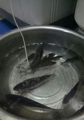 夜钓大青鱼的技巧教学（水库夜钓大青鱼的必备技巧与经验分享）  第1张