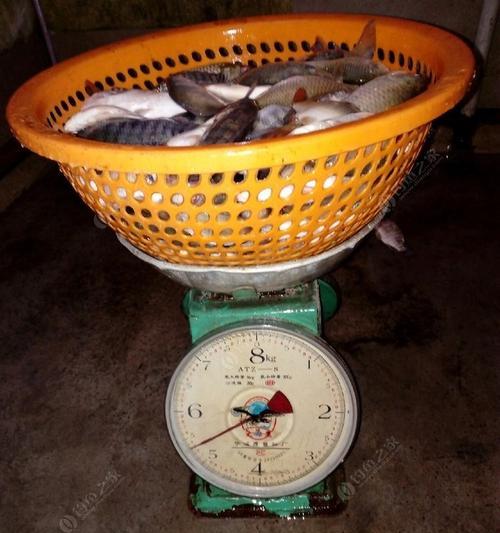 水库夜钓技巧大揭秘（简单饵料助你满载而归）  第1张