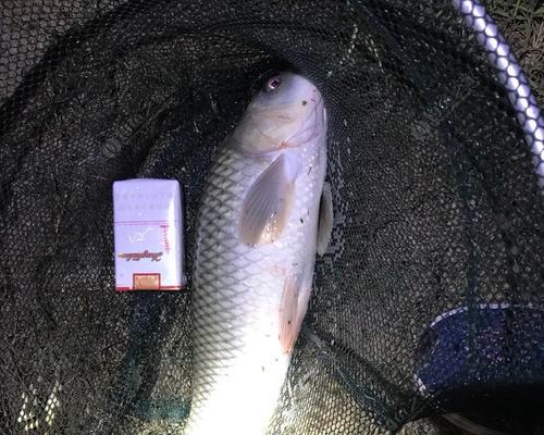 仲秋水库夜钓鲤鱼的技巧与方法（掌握关键技巧）  第1张