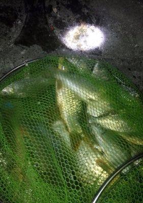 水库雨天夜钓草鱼技巧（钓草鱼的秘诀和经验分享）  第1张