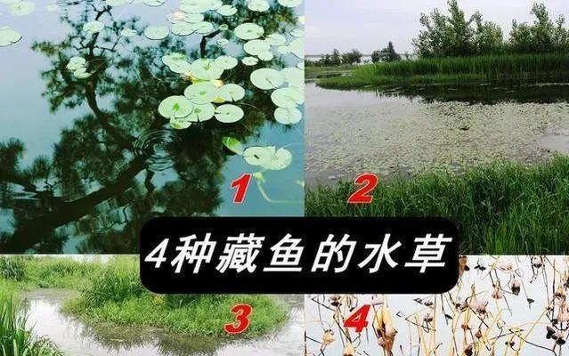 水域水草钓鱼技巧（优化钓鱼体验）  第1张