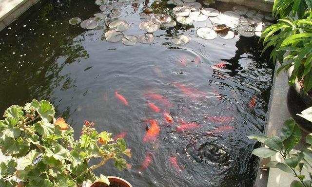死水鱼池钓鱼技巧（提高成功率的关键是观察力和耐心）  第1张