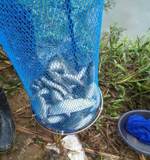 探秘武鸣河钓鱼技巧（顺势而上）  第1张