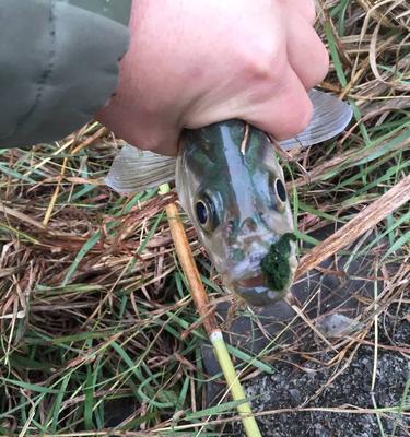 探秘溪流急流钓鱼技巧（钓鱼技巧分享）  第1张
