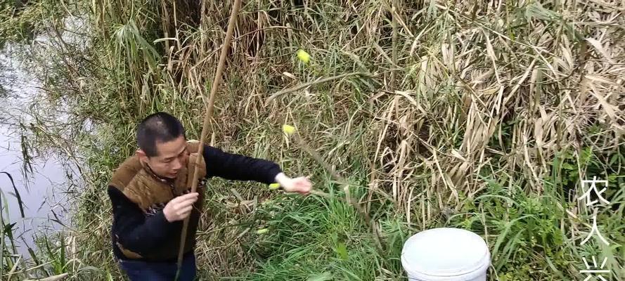 细树枝钓鱼的技巧与方法（轻松捕获丰富渔获）  第1张