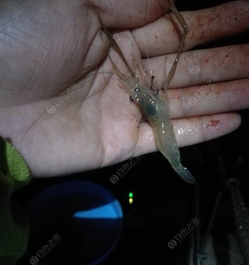 钓鱼技巧大揭秘（以虾肉钓鱼的实用技巧）  第1张