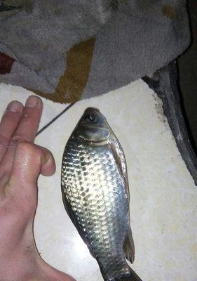 雨天野钓鲫鱼技巧（湖泊中钓鲫鱼的最佳策略与技巧）  第1张