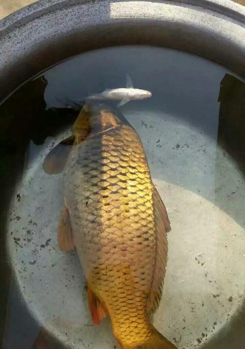 夏初鲤鱼钓鱼技巧（掌握这些技巧）  第1张