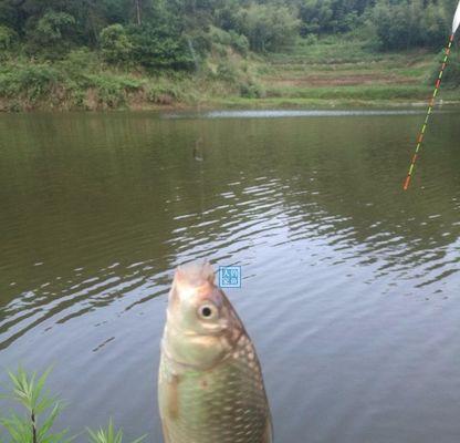 夏初野钓鲫鱼的技巧与方法（掌握这些技巧）  第1张