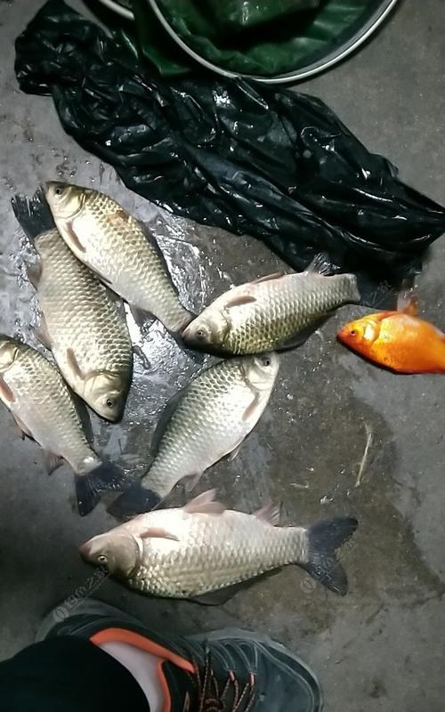 夏季夜钓鲫鱼的最新技巧（提高成功率）  第1张