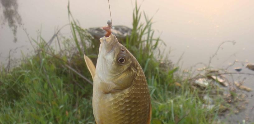 夏季垂钓技巧大揭秘（掌握这些技巧）  第1张