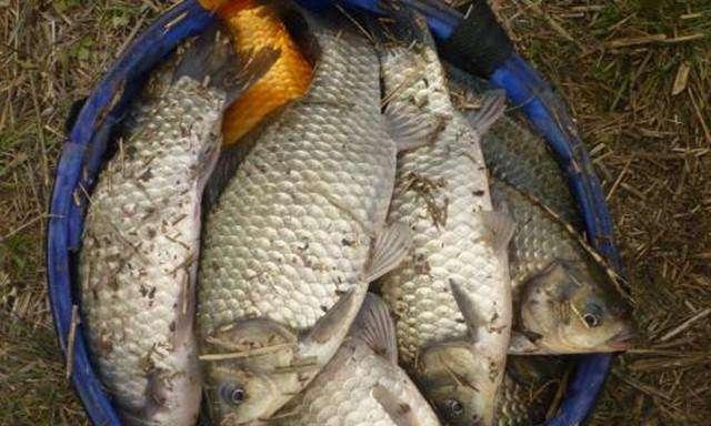 夏季垂钓鲫鱼的饵料技巧（提高夏季垂钓鲫鱼成功率的必备技巧）  第1张