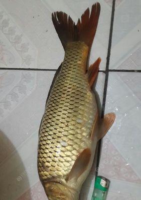 夏季垂钓鲤鱼的五个必备技巧（夏日垂钓）  第1张