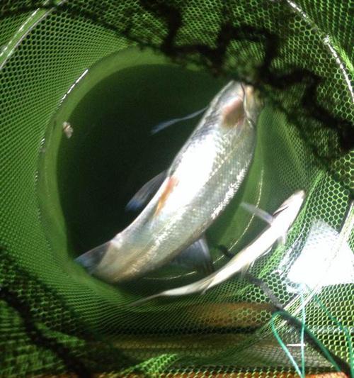 夏季大水面夜钓技巧（夜钓技巧让你轻松捕获夏季大水面的丰鱼）  第1张