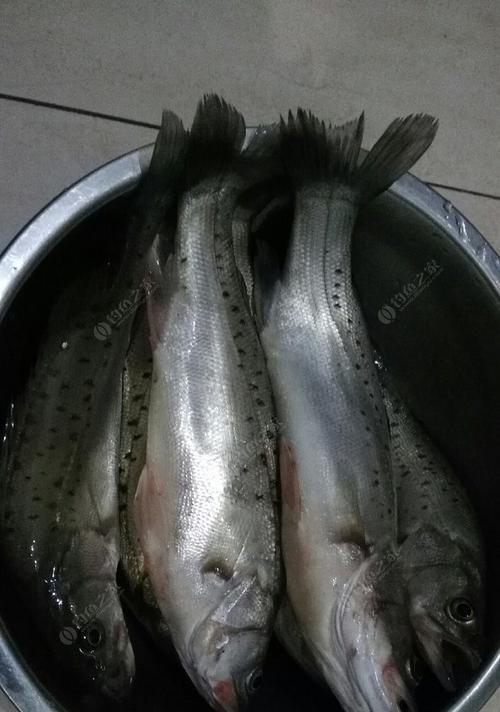 夏夜垂钓技巧（掌握技巧钓出夜鱼乐趣）  第1张