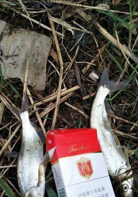 夏天钓鱼长期养窝的正确方法和技巧（打造持久的钓鱼乐趣）  第1张