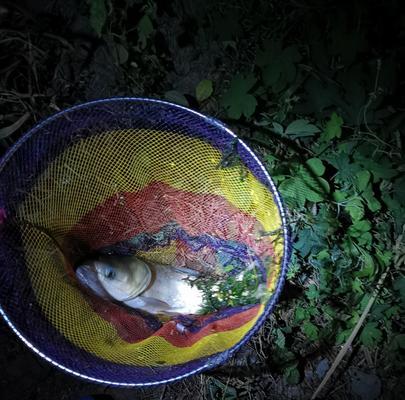 夏天鲢鳙垂钓技巧（掌握垂钓技巧）  第1张