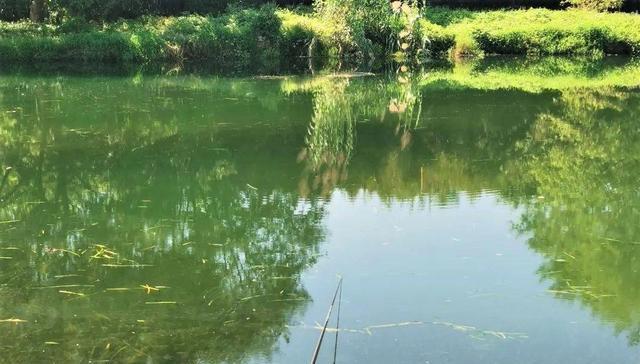 夏日高温钓鱼技巧（畅享炎炎夏日）  第1张