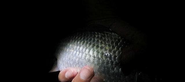 夏天深水库钓夜鱼的技巧与方法（挑战暗夜钓鱼）  第1张