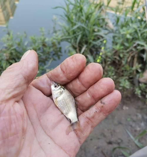 夏日野钓鲫鱼技巧与方法（探寻小河沟中的鲫鱼宝藏）  第1张