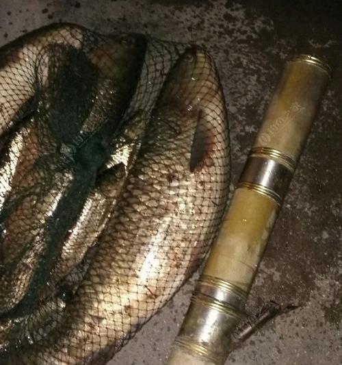 夏夜钓草鱼的技巧（如何在夏天的夜晚成功钓到草鱼）  第1张