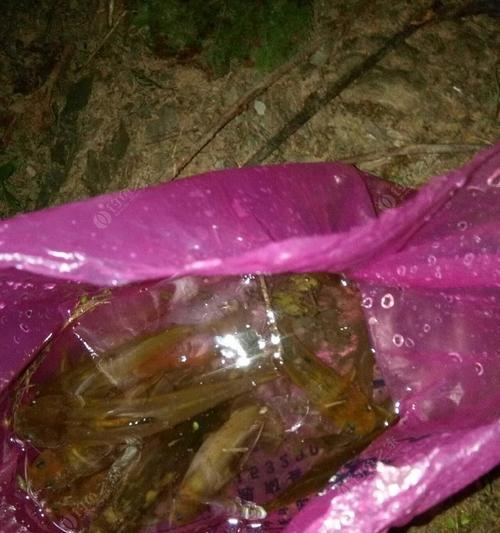 夏夜钓黄颡骨技巧（掌握这一技巧）  第1张