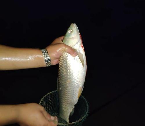 夏夜钓鲤鱼的技巧与方法（夏夜钓鲤鱼）  第1张