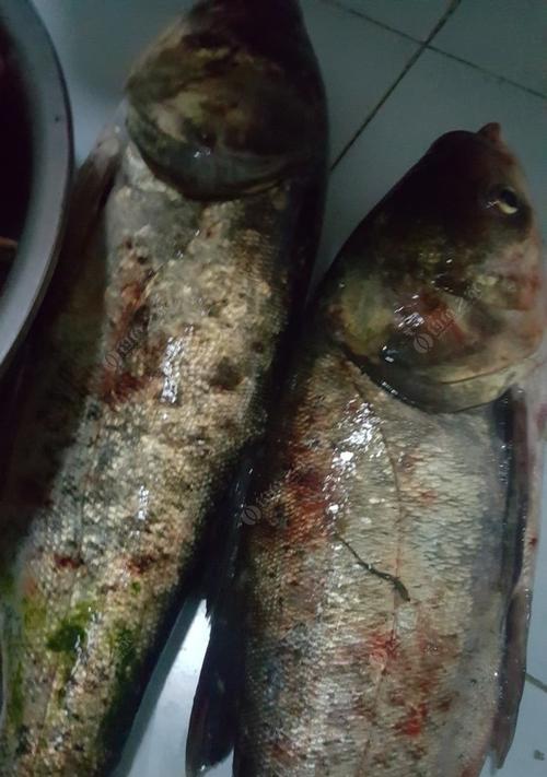 夏夜钓鲢鳙的技巧和方法（暑夜垂钓）  第1张