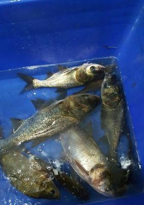 夏夜钓鲢鱼，技巧全解析（揭秘夏季夜晚钓鲢鱼的最佳方法）  第1张