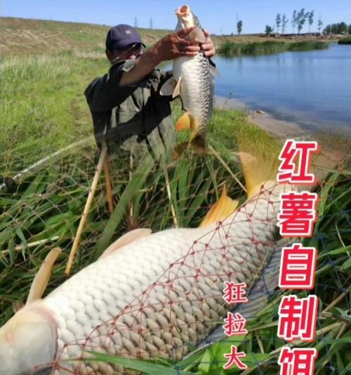 新鲜饵料钓鱼技巧（钓鱼高手教你如何利用新鲜饵料提升钓鱼成功率）  第1张