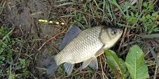 野钓鲫鱼龙虾闹窝技巧（探秘野钓鲫鱼龙虾闹窝的诀窍）  第1张