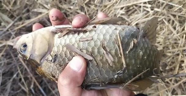 南北通杀的野钓鲫鱼技巧（攻略秘籍助你成为鲫鱼捕手）  第1张