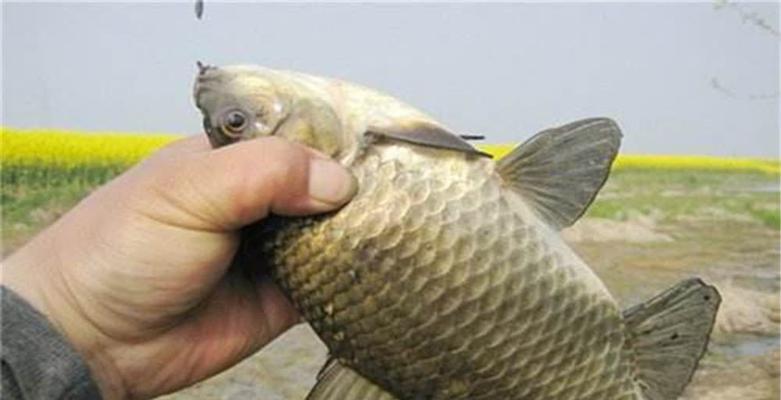 野钓鲫鱼十大技巧最新教程（打造钓鱼高手的必备指南）  第1张